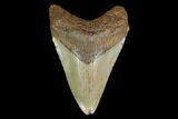 Fossil Megalodon Tooth - North Carolina #130044-1